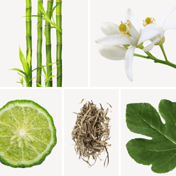 Duftnoten: Bambus, Neroli, Bergamotte, weißer Tee, Feigenblatt
